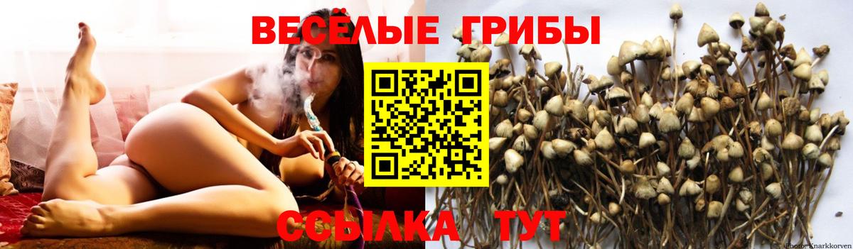 Галлюциногенные грибы Psilocybe Волгоград